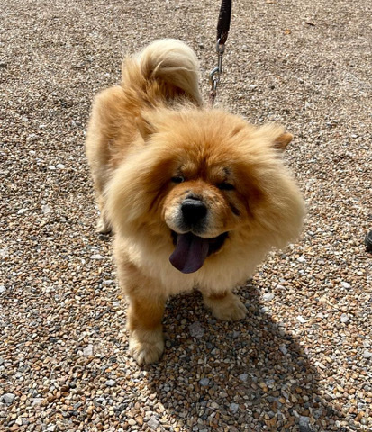 Chow Chow – 2 female chow chows