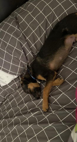 Chihuahua – Rehome