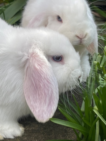 2 Male Mini Lop Bunnies
