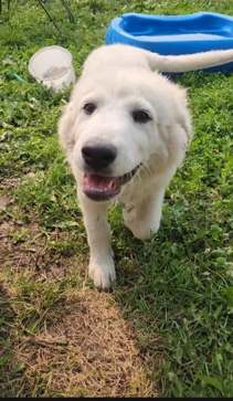 Great Pyrenees – Great Pyrenees puppy