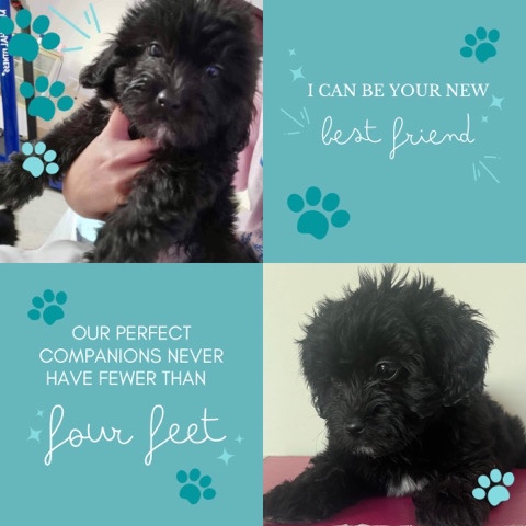Poodle – adorable Maltipoo