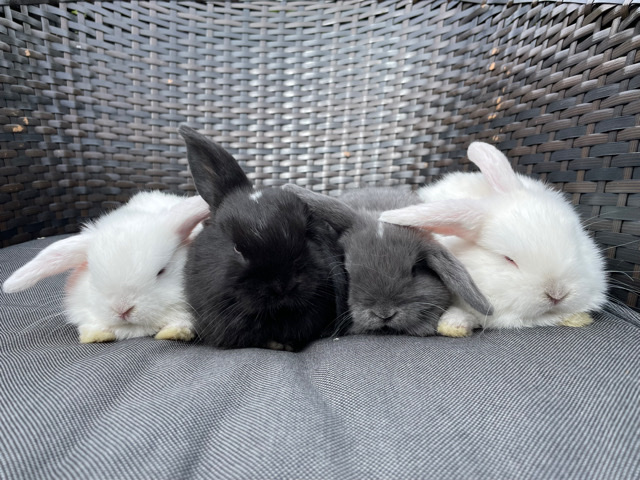 Mini Lop – Mini lop bunnies