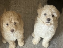 Maltese – Maltipoo's for sale – Tustin