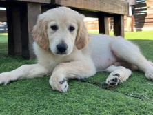 Golden Retriever – Golden retriever puppy – Tampa
