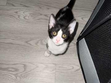 tuxedo domestic short – Cutler Bay