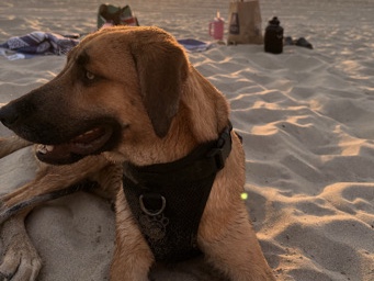 Shepherd/Lab/Golden Mix (Neutered, Vaccinated, Supplies Included) – San Diego