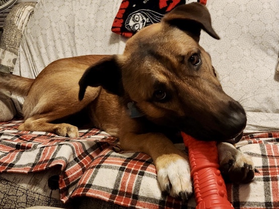 Belgian Shepherd Dog (Malinois) – Meet Bart! Belgian Malinois - Intact 3y/o MALE – Jupiter