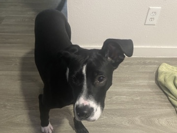 Labrador Retriever – Friendly Labrador Retriever/PitBull – 10 Months Old in Phoenix – Phoenix