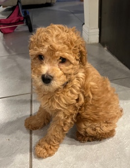 Poodle – Toy poodle puppy