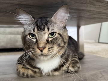 Cat – Houston