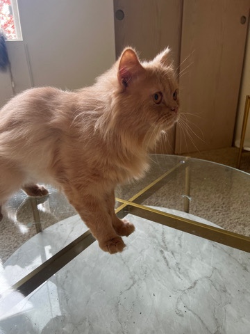 Persian (Modern) – persian Family for sale