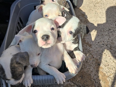 American Staffordshire Terrier