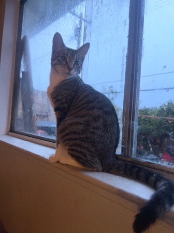 Tabby cat