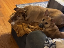 urgent dog rehome – Cartersville