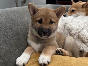 Shiba Inu – Shiba puppy looking for forever home! (girl) – Hermosa Beach