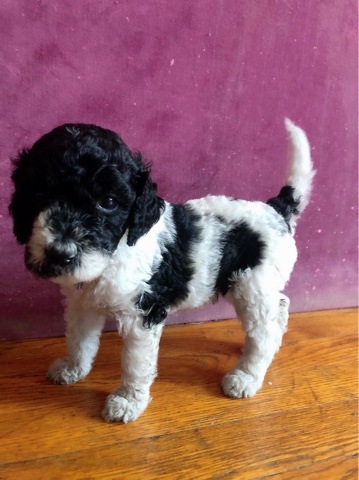 Poodle – Neferneferure Tut