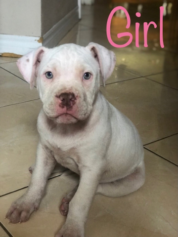free American Bullies