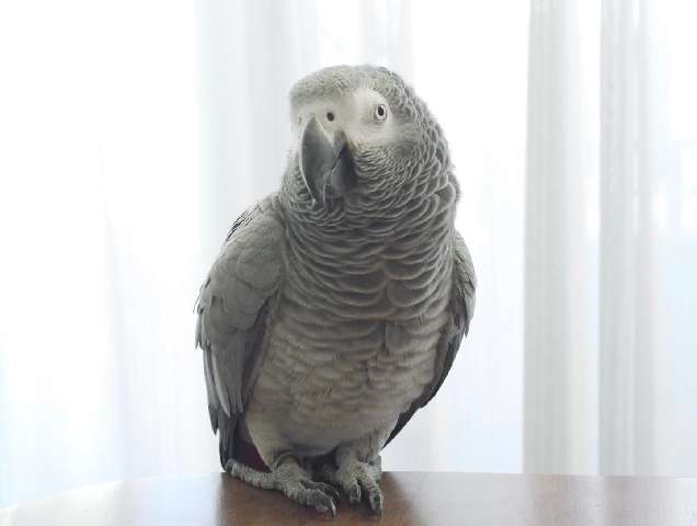 African grey parrots for sale