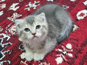 Image of British Shorthair