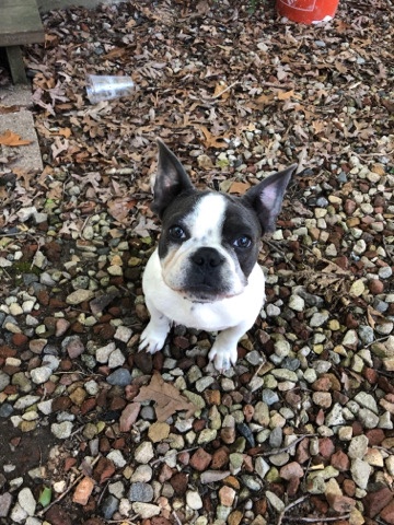 French Bulldog – French bulldog