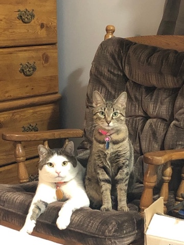 American Shorthair – Two bonded cats need rehomed