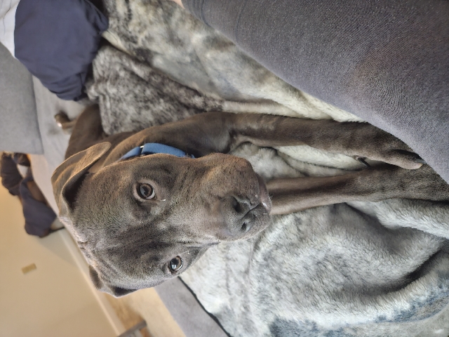 Boxer – Pitbull Boxer Mix Needs Rehoming