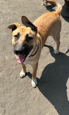 Bullmastiff – free puppy
