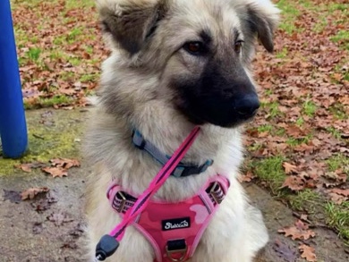 Mixed Breed – Antonia Shepherd Ready Now – Gloucester
