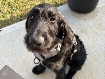 Labradoodle – Rehoming our sweet A1 Labradoodle – Hockley
