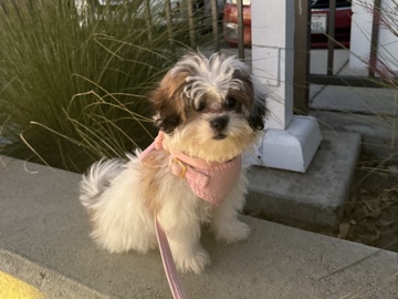Mixed Breed – Beautiful 8 Month Old Teddy Bear Female – Fully Vaccinated & Sweet Temperament – Rancho Cucamonga