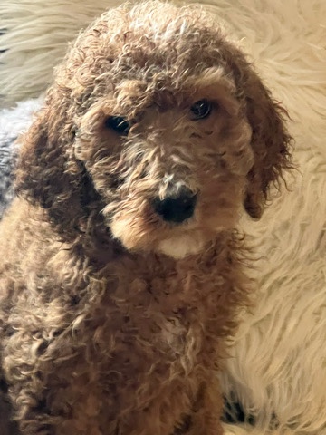 Poodle – Moyen. medium size poodle