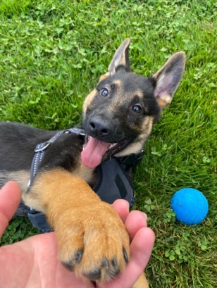German Shepherd – German Shepard thurston area