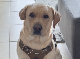 Labrador Retriever – Whiskey Needs a New Home – Miami
