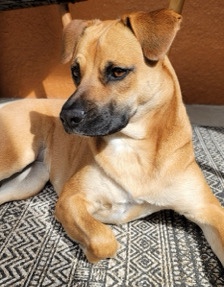 Black Mouth Cur mix