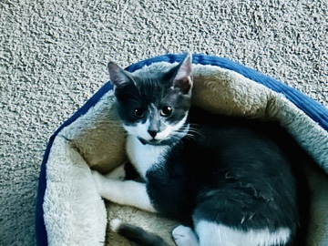free grey and white kitten – Fort Mill