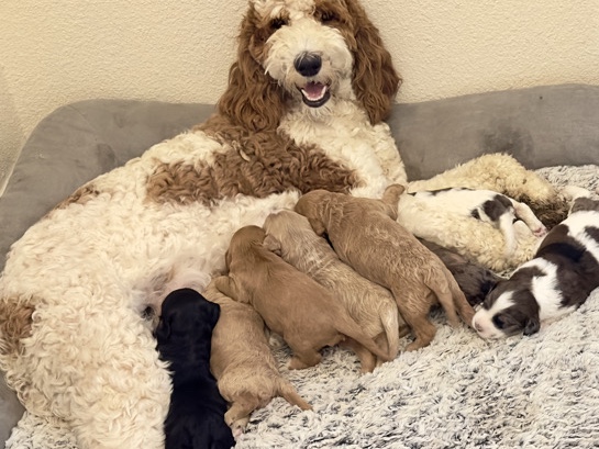 Goldendoodle – GoldenDoodles – Lytle