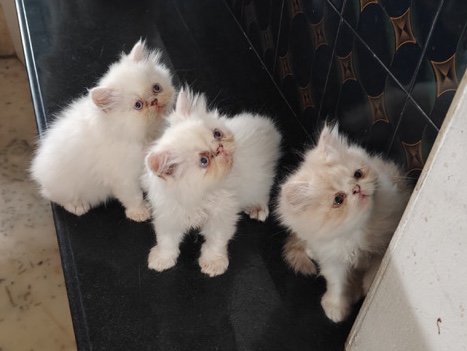 Persian (Traditional) – Persian kittens – Kochi