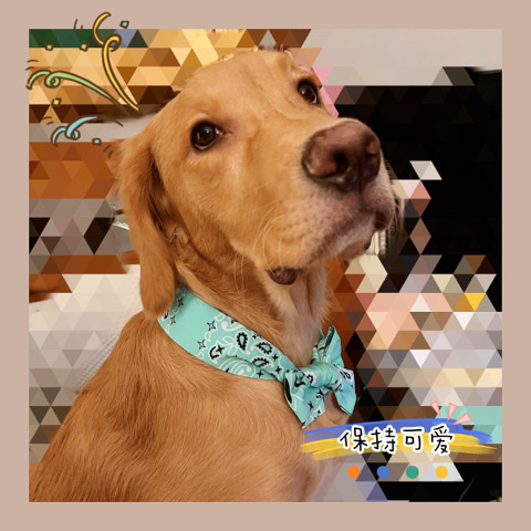 Golden Retriever – mixed breed of Golden Retriever and Labrador