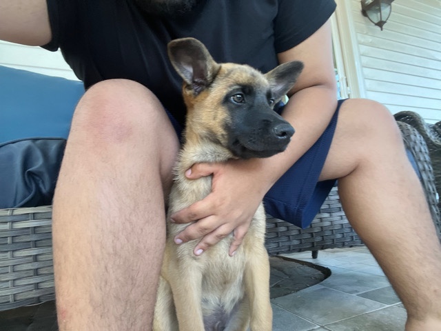 Belgian Shepherd Dog (Malinois) – belgian malinois puppy