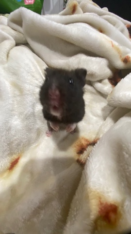 Rehoming Black Bear Syrian hamster FREE!!