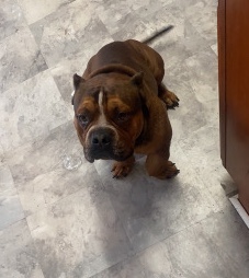 American bully