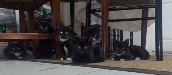 kitten for sell