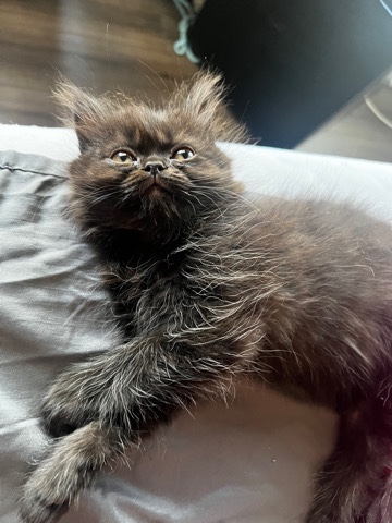 Persian (Traditional) – Dollface Persian kitten