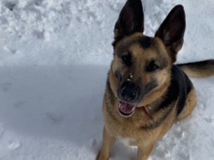 German Shepherd – Very sweet German Shepard mix looking for a home – Fresno