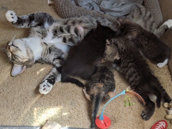 American Bobtail – American Bobtail/Mainecoon mix kittens