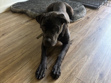 Cane Corso – Can Corso Sell – Vista