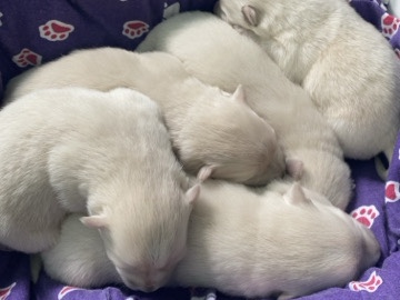 American Eskimo Dog – american eskimo – Willingboro