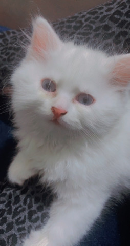Persian (Modern) – White Persian Kitten