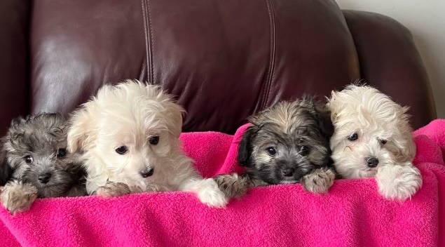 Poodle – Mi-Ki Poo puppies