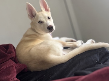 Siberian Husky – new home for Klaire Bear – San Bernardino